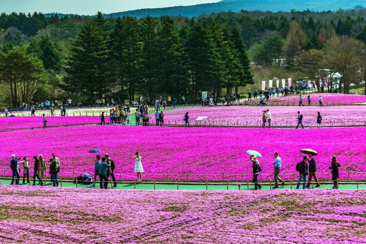 Phlox Mousse, Mont Fuji