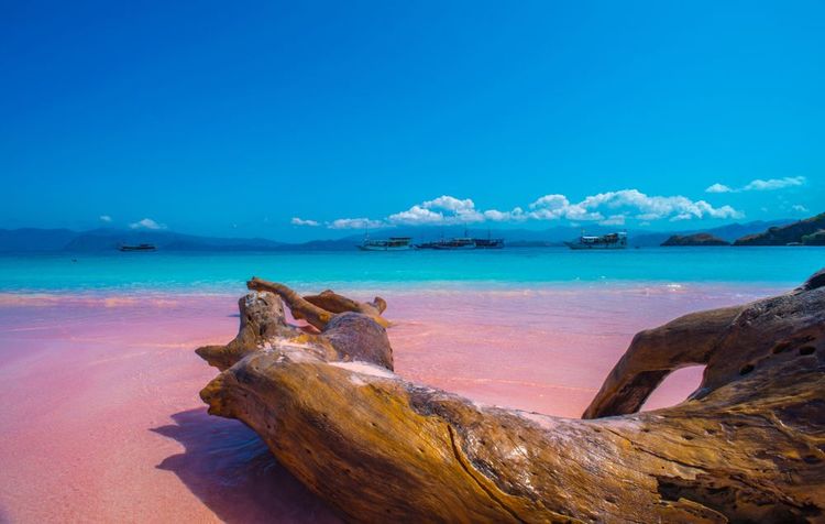 Pink beach dans le parc national de Komodo en Indonésie 