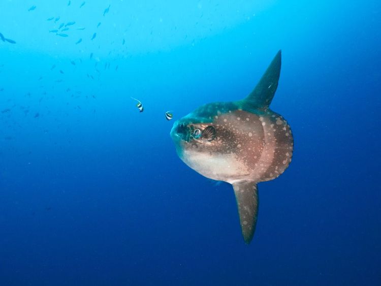 Poisson lune