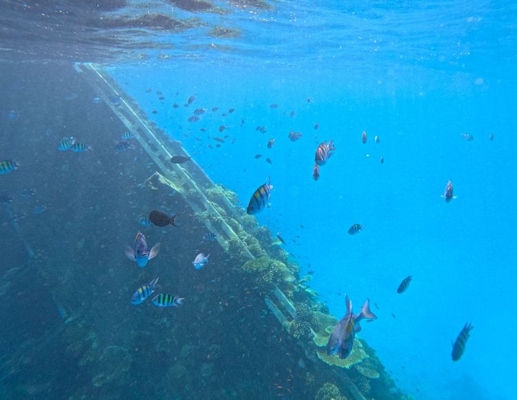 Les poissons autour de l'épave aux Maldives