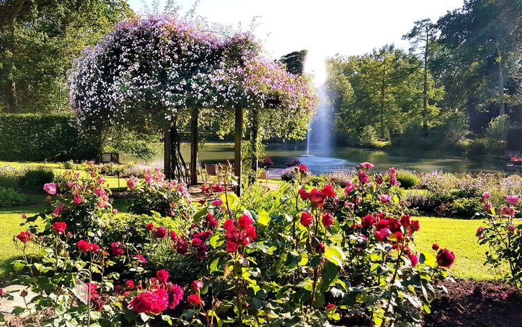 Les rosiers du parc floral d'Orléans