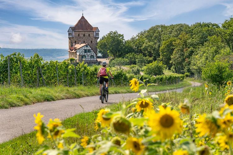 Route des vins d'Alsace