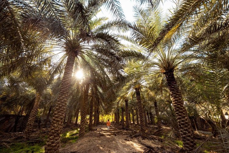Les hauts palmiers offrent des coins ombragés salvateurs © Saudi Tourism Authority
