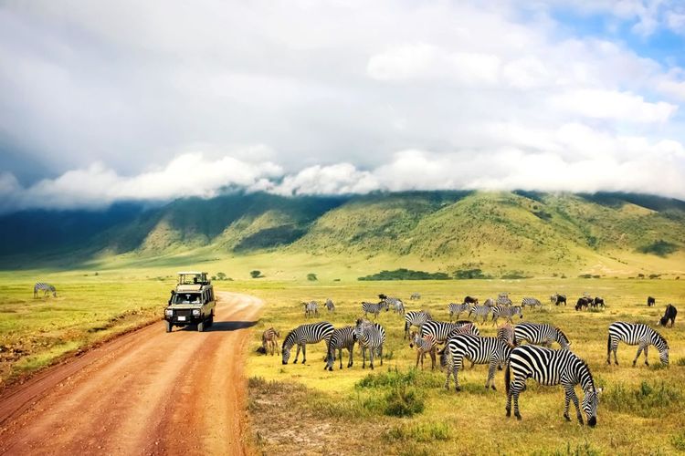Safari dans la savane tanzanienne 