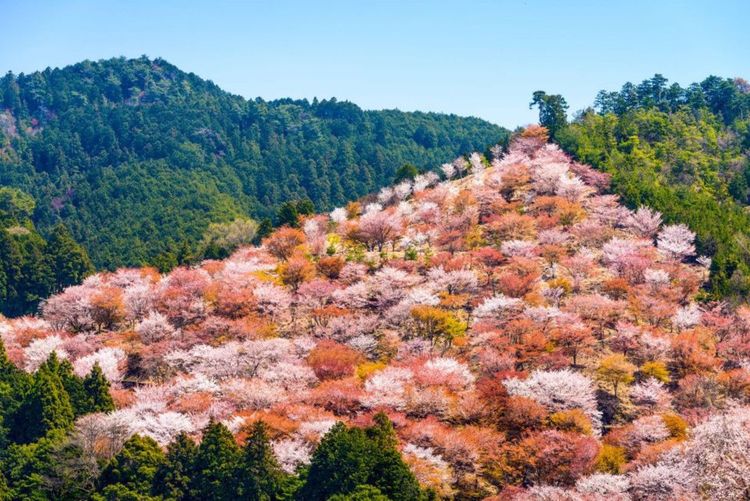 Sakura du Mont Yoshino