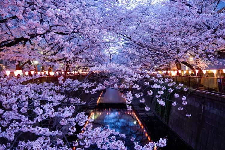 Sakuras à la rivière Meguro-gawa