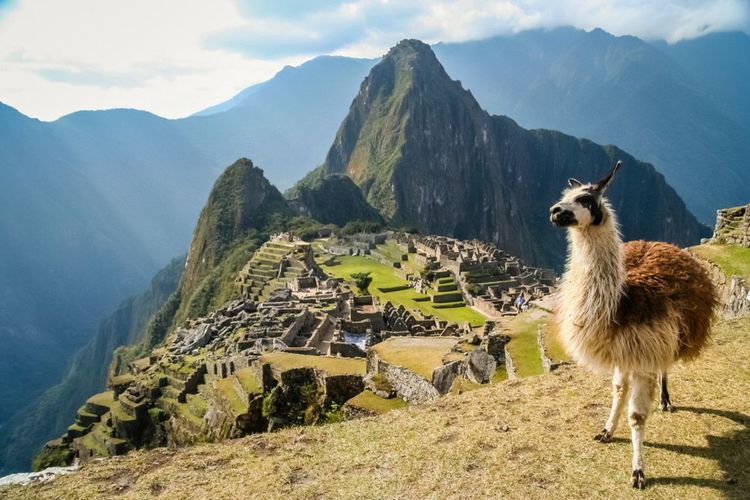 Il n'est pas rare de croiser des lamas au Machu Picchu, au Pérou. - © Pav-Pro Photography Ltd / Shutterstock