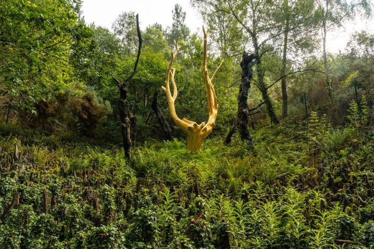 La forêt de Brocéliande en Bretagne. - © Unai Huizi Photography / Shutterstock