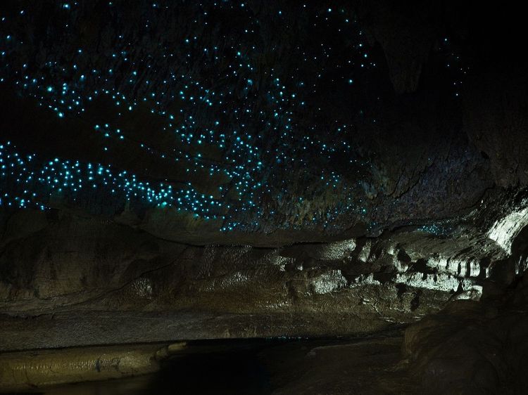 Waitomo Glowworm, en Nouvelle Zélande - © Guy Cowdry / Shutterstock