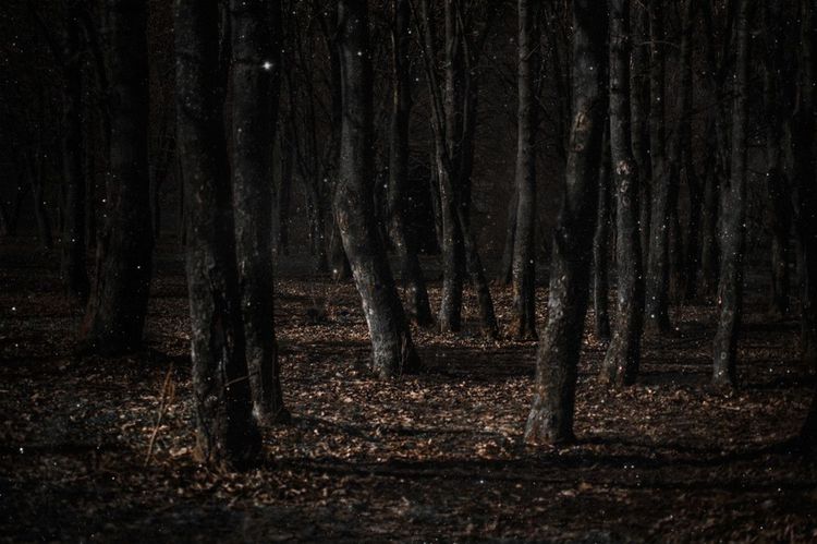 Aokigahara, surnommée la forêt des suicidés au Japon. © Soul of Phoenix / Shutterstock
