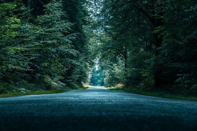 Route bordée d'arbres dans la forêt de Brocéliande, Bretagne. © Palussiere Wilfried / Shutterstock
