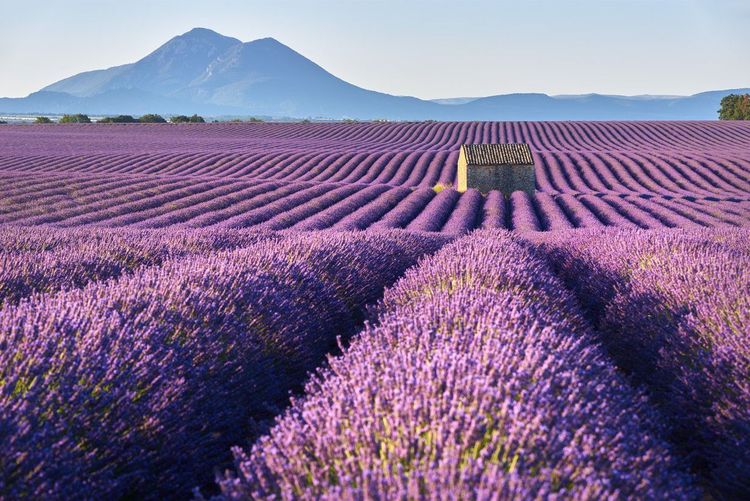 Les champs de lavande du plateau de Valensole © Francois Roux/Shutterstock 