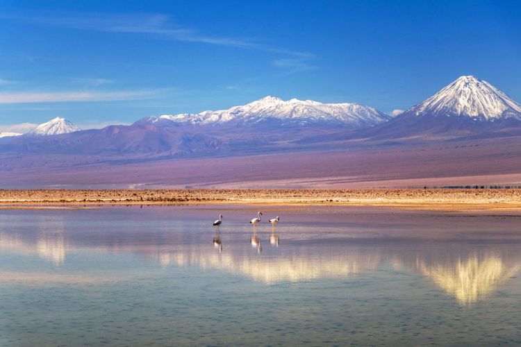Deux flamants roses dans le Salar d'Atacama © nomadkate / Shutterstock