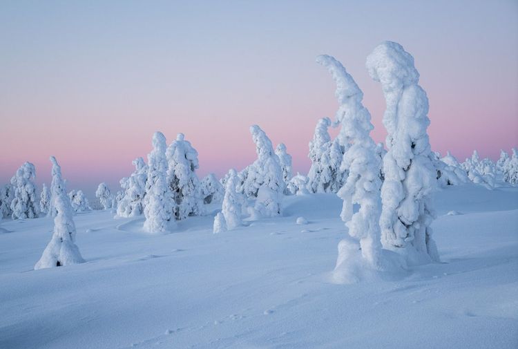 Les arbres enneigés du Riisitunturi en Finlande © Jamo Images/Shutterstock