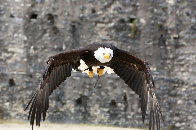Une pygargue à tête blanche en vol lors du spectacle des aigles des remparts - © godongphoto / Shutterstock