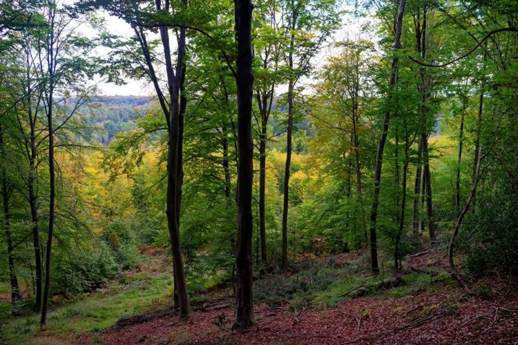 La forêt de Compiègne en PIcardie - © Bensliman hassan / Shutterstock