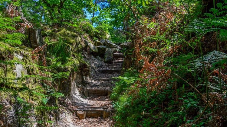 Tout près de Paris, la forêt de Fontainebleau, en Seine-et-Marne. - © Sophie Lenoir / Shutterstock