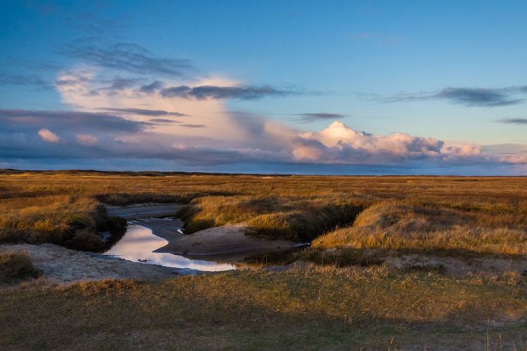 Zone naturelle de De Slufter, Texel, Pays-Bas - © Copyright (c) 2021 - Wilco Snoeijer / Shutterstock