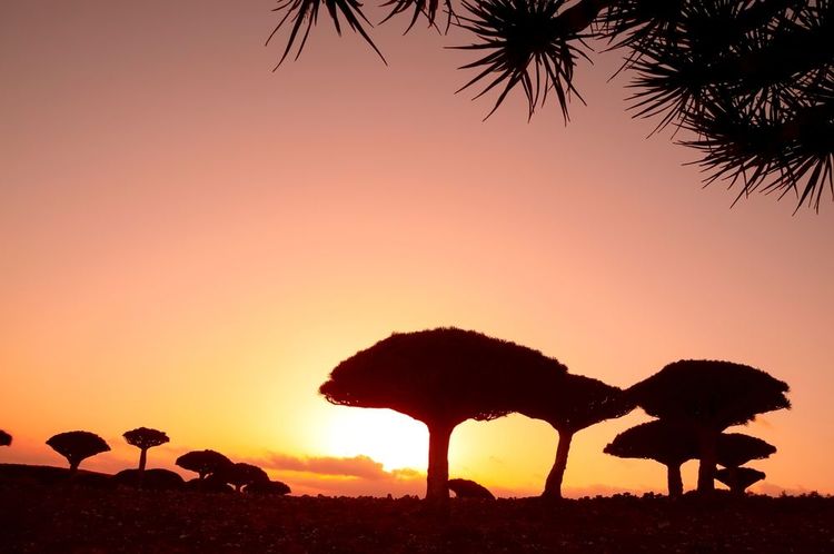 Silhouettes d'incroyables dragons dans la vallée au coucher du soleil. L'île de Socotra. Yémen