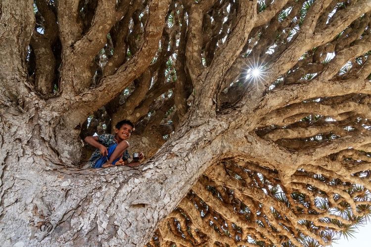 Socotra, Yémen_21 octobre 2021 enfant sur un dragon de Socotra exotique et unique, Dracaena cinnabar