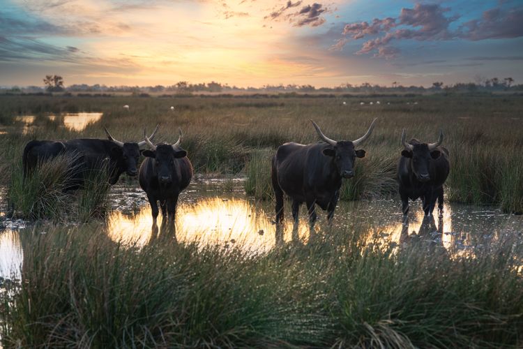 Taureaux en Camargue