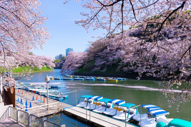 Tokyo, Japon