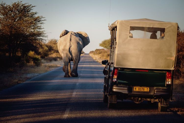 Un 4x4 en plein safari dans le parc national d'Etosha, Namibie