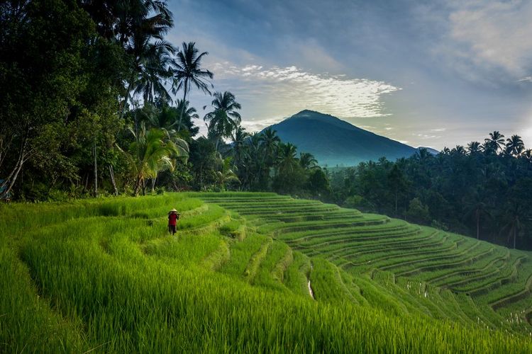 Un agriculteur dans ses rizières à Bali, Indonésie