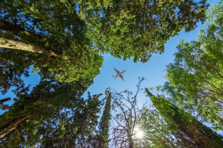 Un avion qui survole une forêt 