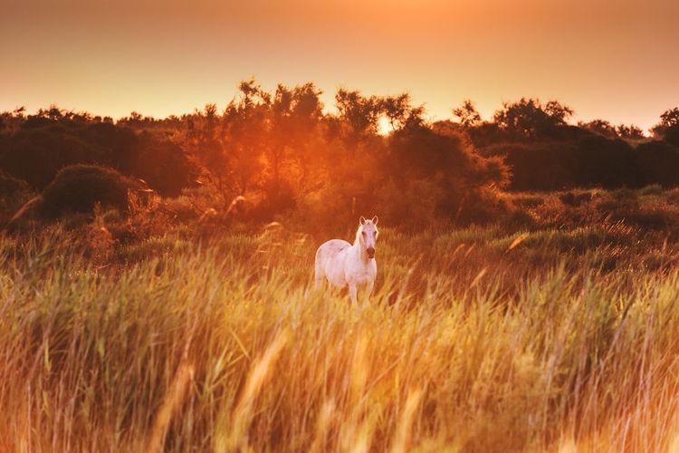 Un cheval blanc de Camargue au coucher du soleil