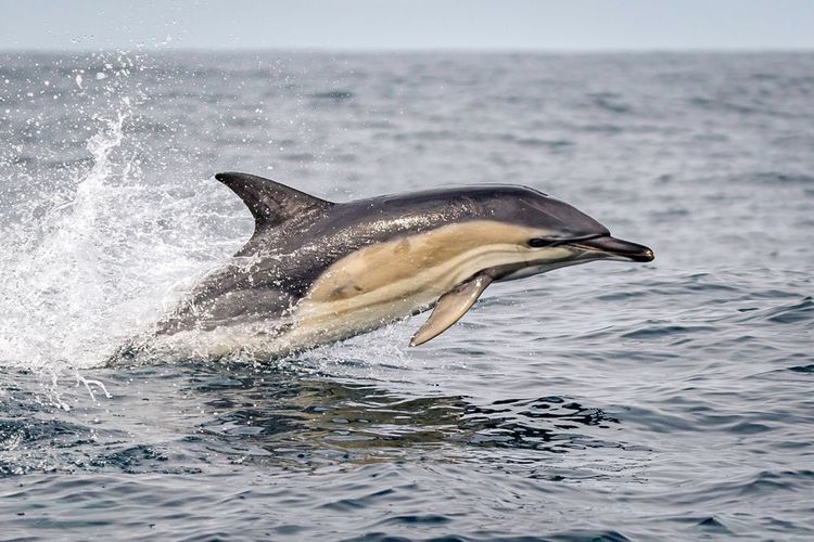 Un dauphin commun près des côtes irlandaises