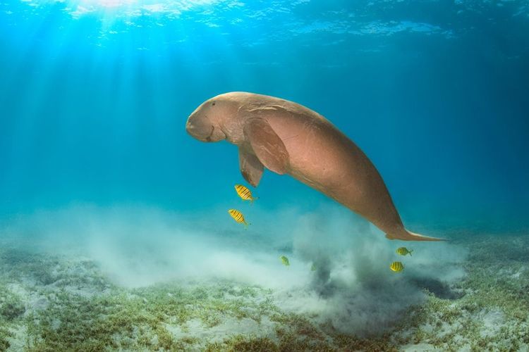 Un dugong dans les prodondeurs