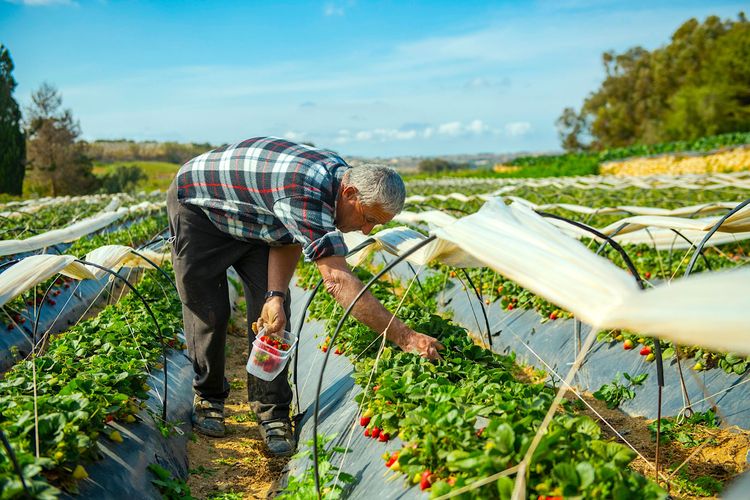 Un maraîcher maltais en plein travail © Malta Tourism Authority