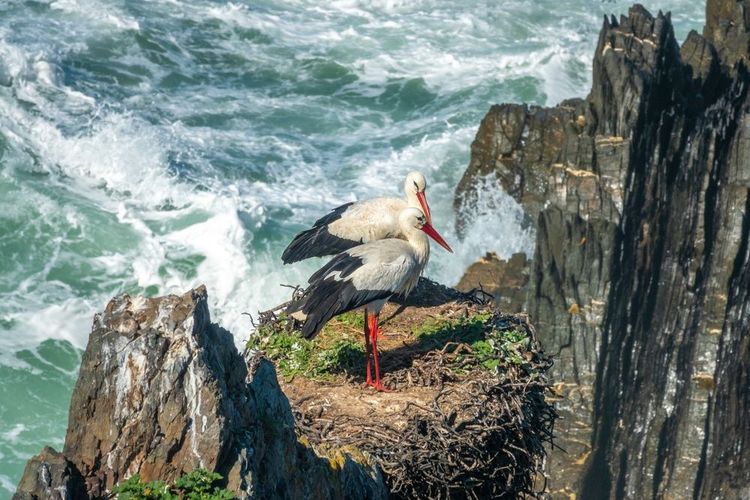 Un nid de cigogne sur les falaises de Cabo Sardão au Portugal