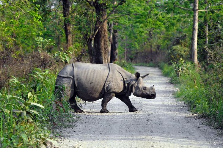 Un rhinocéros dans le sanctuaire de faune de Manas en Inde