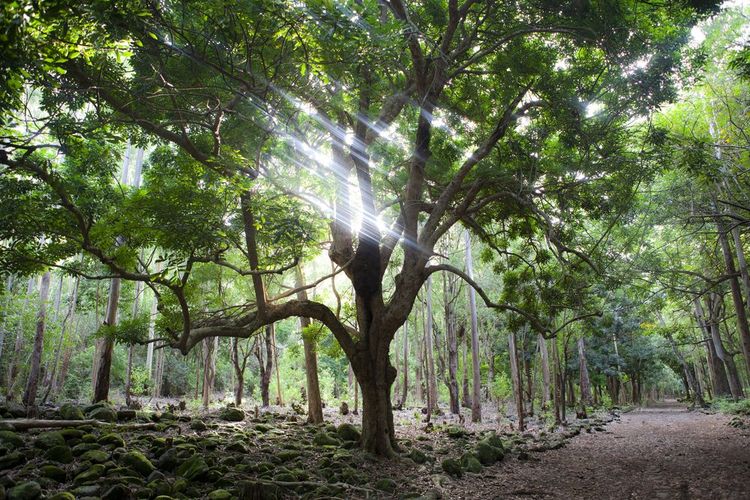 A hiking trail in the national park, Mauritius