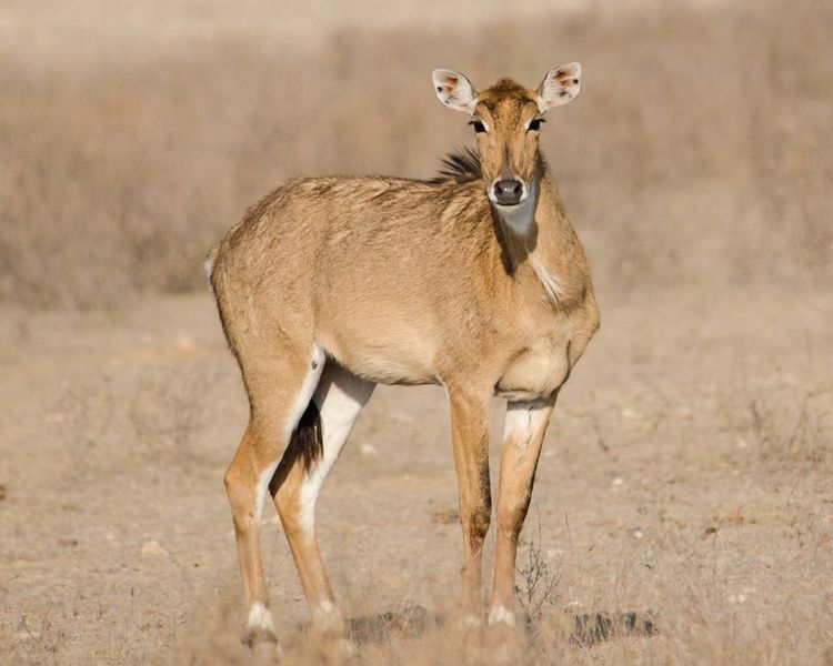 Une antilope fixant l'objectif dans le désert du Thar en Inde