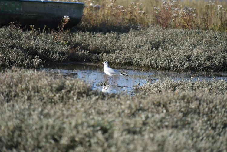 Une mouette chassant dans un marais de la lagune