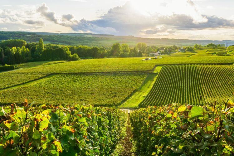 Vignoble en Champagne Ardenne
