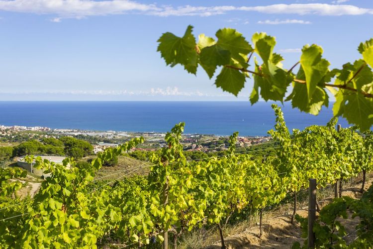 Vignoble sur la Costa Barcelona