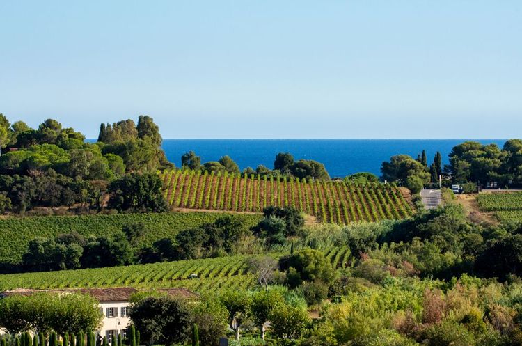 Vignobles dans la région de Ramatuelle