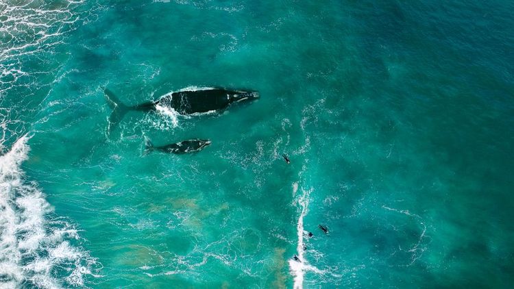 Vue aérienne d'une baleine australe et de son baleineau