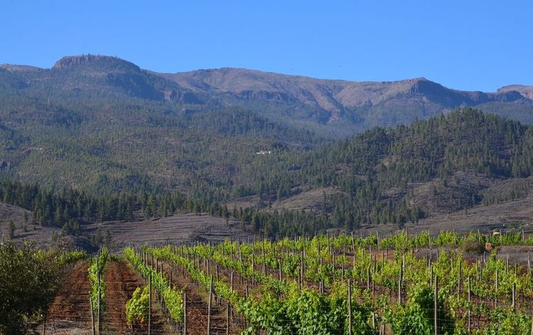 Vue d'un vignoble dans le sud de Tenerife