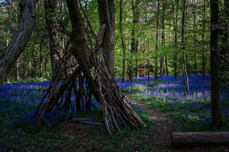 Whippendell Wood, Royaume-Uni