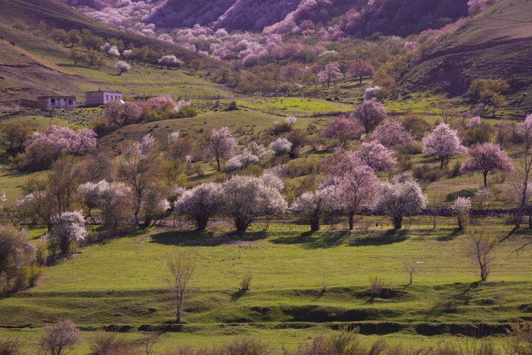 Yili apricot Valley