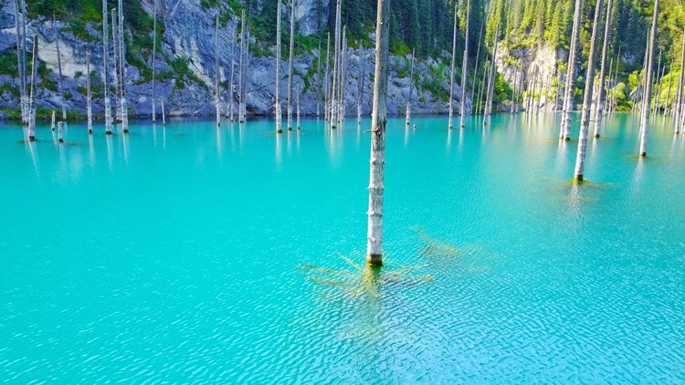 Zoom sur les troncs d'épicéas morts du lac Kaindy, Kazakhstan