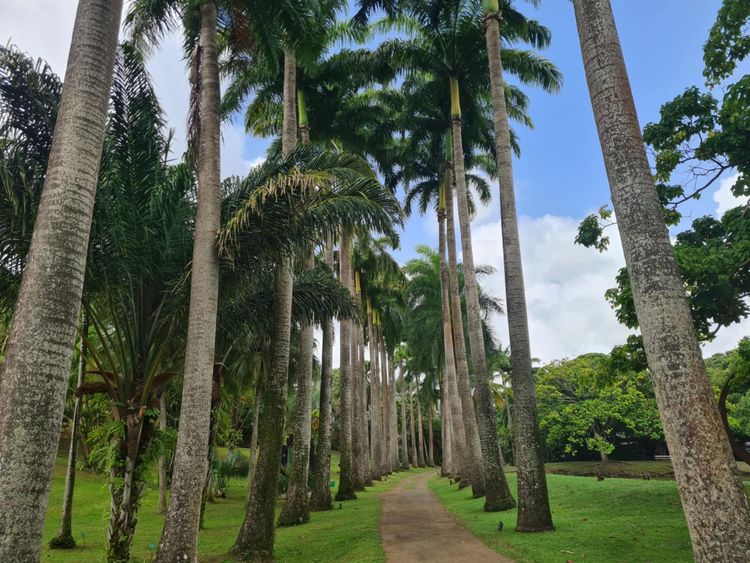 Parc de l'habitation Clément