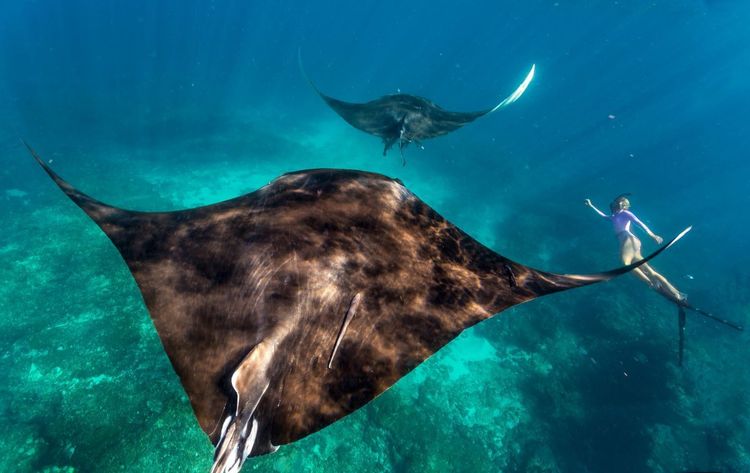Plongée en compagnie des raies mantas dans le parc marin de Ningaloo, à Coral Bay