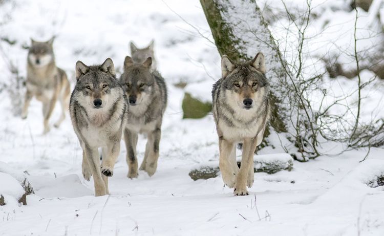 Les loups gris européens Europe