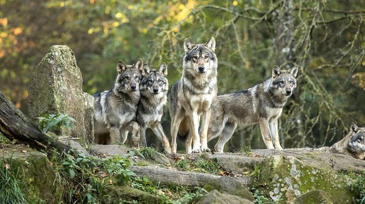 loup meute Europe